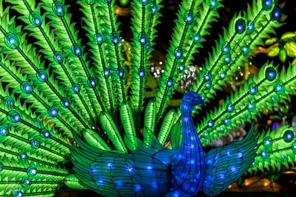 Chinese lantern festival peacock display